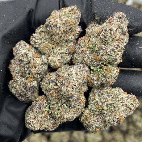 MELONADO INDOORS 🍈🍭