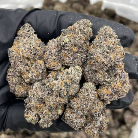 Black Cherry Curelato indoors 🍒 🍬