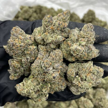 Candy Otter Pops 🦦 🍧 indoors