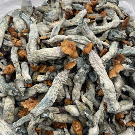 Exotic mushrooms 🍄🍄‍🟫